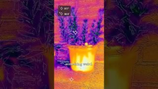 AD – Why are plants colder than their surroundings?