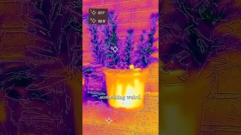 AD – Why are plants colder than their surroundings?
